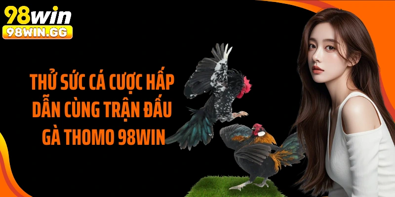 Thử sức cá cược hấp dẫn cùng trận đấu gà Thomo 98WIN